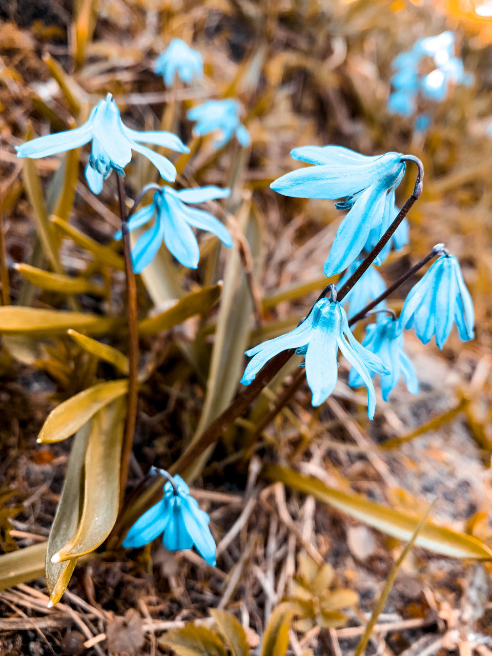 CLOSE-UP OF BLUE FLOWERS ON FIELD