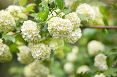 Close-up of flowers blooming outdoors