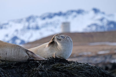 Nice seal, iceland