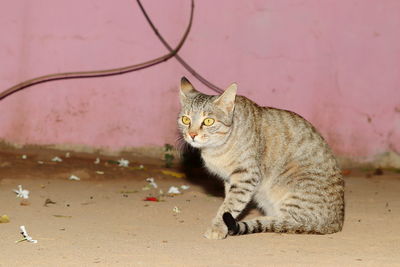 Cat looking away while sitting on wall