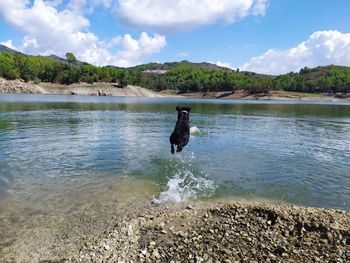 Dog standing in a lake