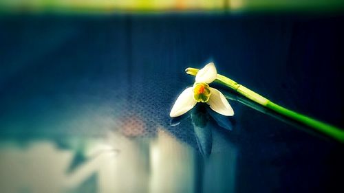 Close-up of white flowers