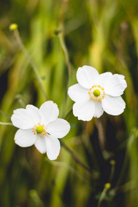 Close-up of white flowers blooming outdoors