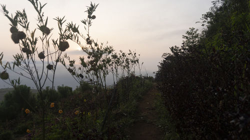 Plants growing on land against sky