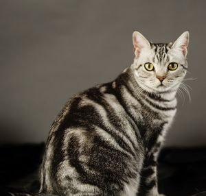 Close-up portrait of cat