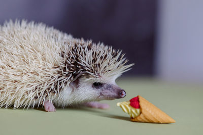 Cute funny hedgehog sniffs toy ice cream cone. portrait of pretty curious muzzle of animal. favorite 