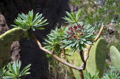 Close-up of cactus plant