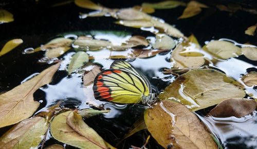 Close-up of butterfly on dry leaves