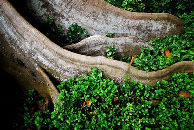 Close-up of fresh green plants in forest