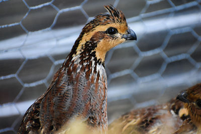 Close-up of a bird