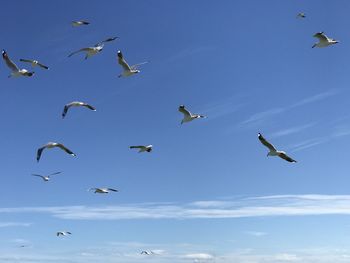 Low angle view of seagulls flying