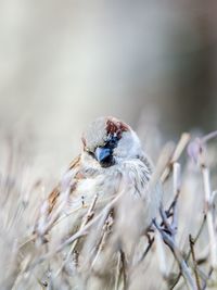 Close-up of a bird on flower