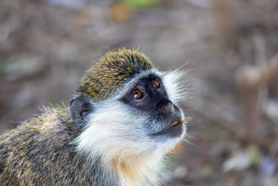 Close-up of baby looking away outdoors