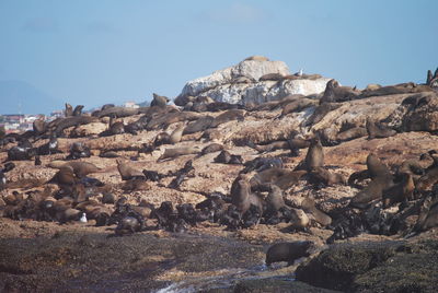 Rock formations against clear sky