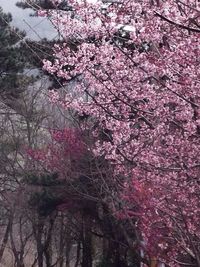 Pink cherry blossoms in spring