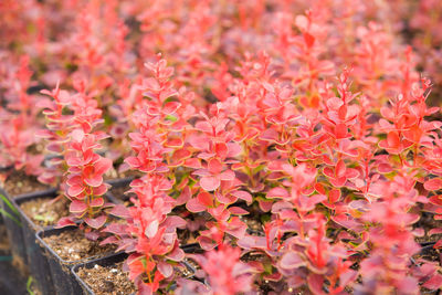 Close-up of pink flowering plants