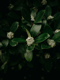 Verdant green leaves background