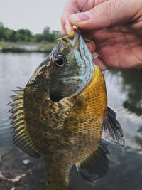 Close-up of hand holding fish by lake 