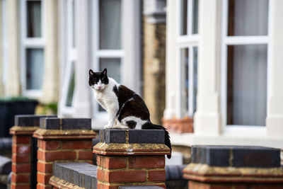 Cat sitting on window sill