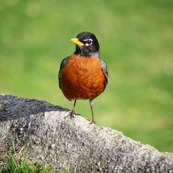 Close-up of bird perching on wood