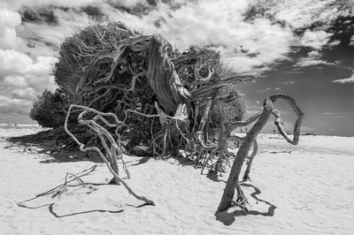 Tree on sand at beach against sky deformed byte wind