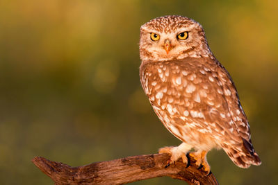 Close-up of owl perching on branch