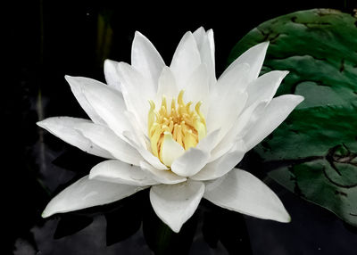 Close-up of white flower