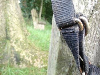 Close-up of rope on tree trunk