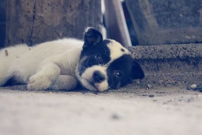 Portrait of dog resting on floor