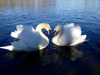 Swan floating on water