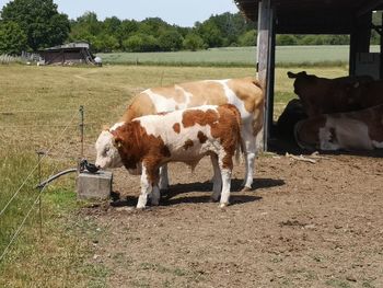 Cows in a field