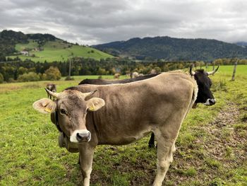 Cow standing on field