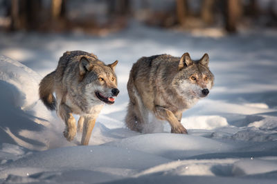 View of dogs on snow covered landscape