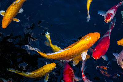 High angle view of koi carps swimming in pond