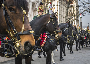 Horses horse cart