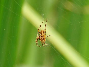 Close-up of spider on web