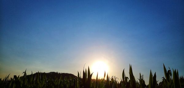 Plants growing on field against sky during sunset