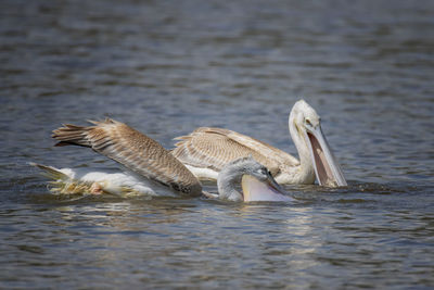 Birds swimming in lake