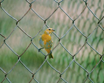 Bird perching on chainlink fence