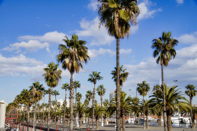 Low angle view of palm trees against sky