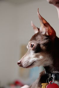 Close-up of mixed-breed dog looking away