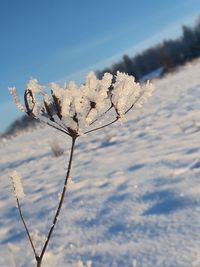 Close-up of snow covered plant against sky