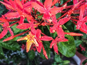 Close-up of wet red plant