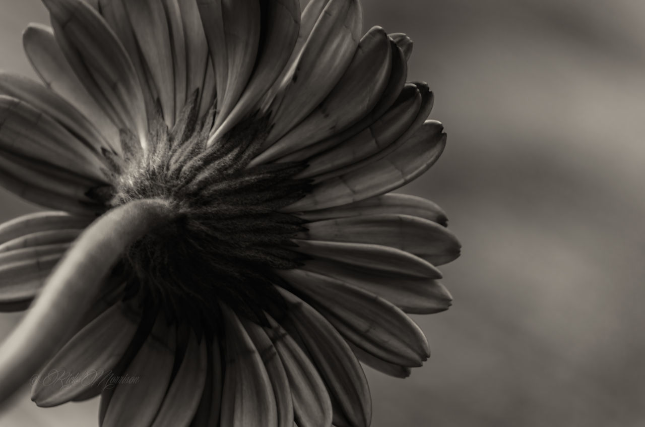 flower, flower head, petal, fragility, freshness, single flower, close-up, beauty in nature, growth, focus on foreground, pollen, nature, blooming, plant, in bloom, stamen, no people, day, selective focus, outdoors