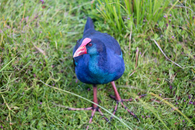 High angle view of bird perching on grass