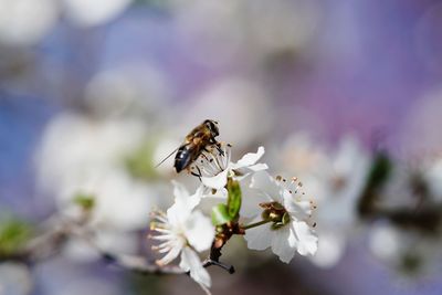 Close-up of bee pollinating on flower