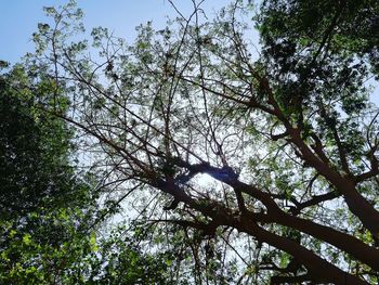 Low angle view of a tree