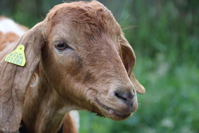 Close-up of cow