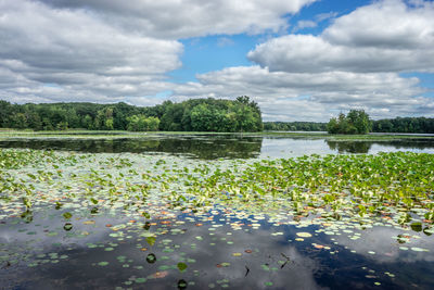 Water lily in lake against sky