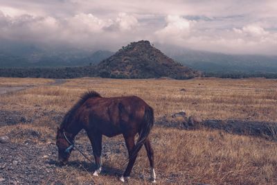Horse grazing in a field